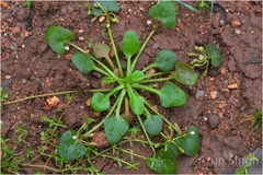 Nymphoides parvifolia